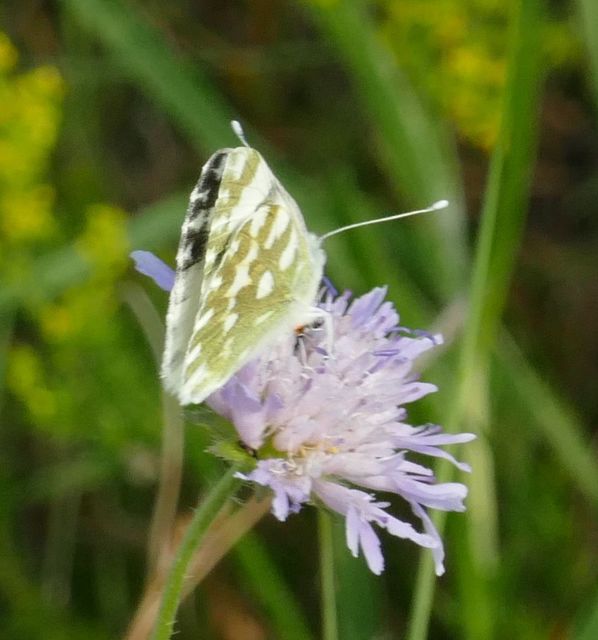 Pontia edusa - rezedalepke