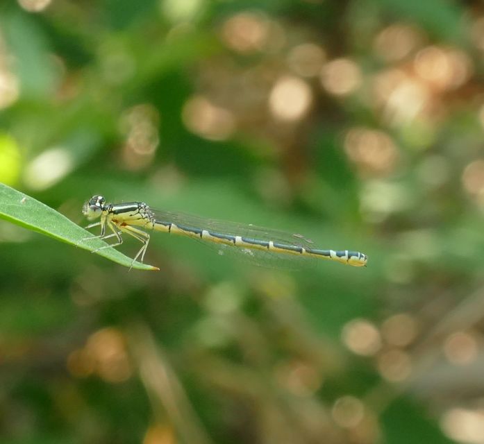 Coenagrion scitulum - mediterrán légivadász