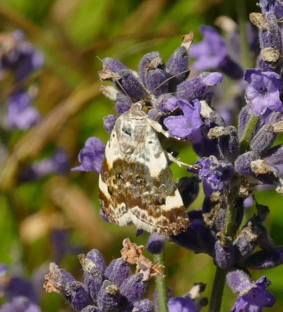 Acontia lucida - fehér nappalibagoly