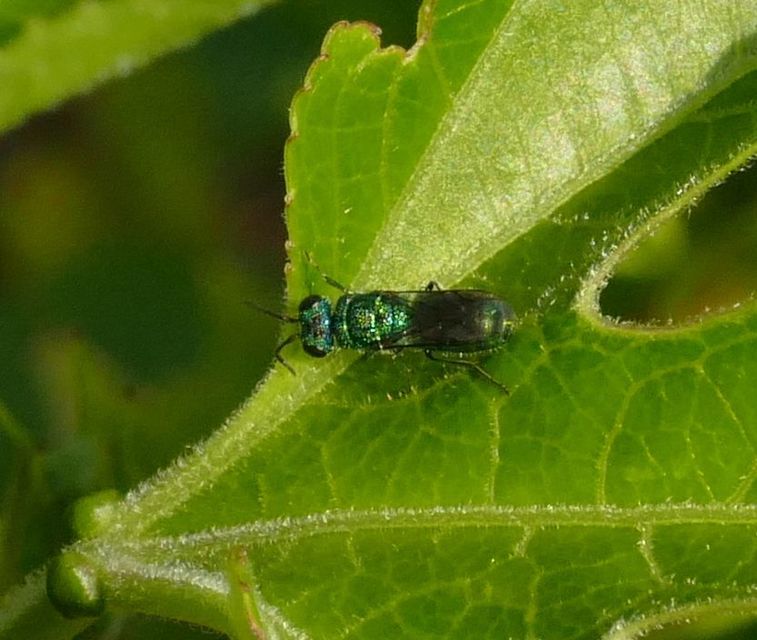 Trichrysis cyanea