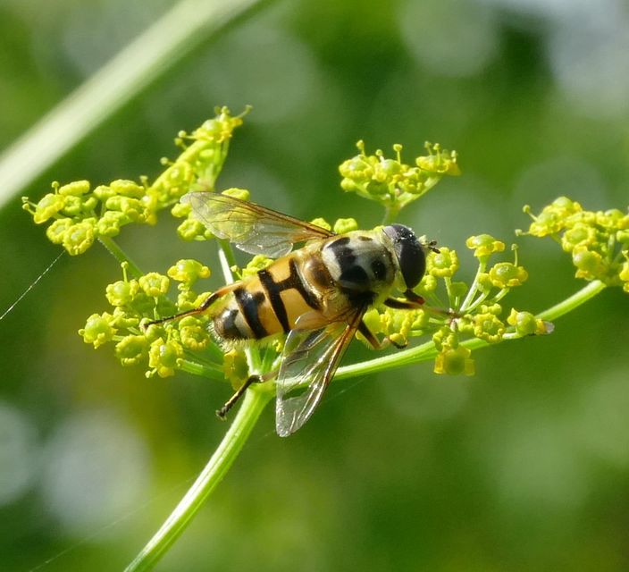 Myathropa florea - halálfejes odúlégy