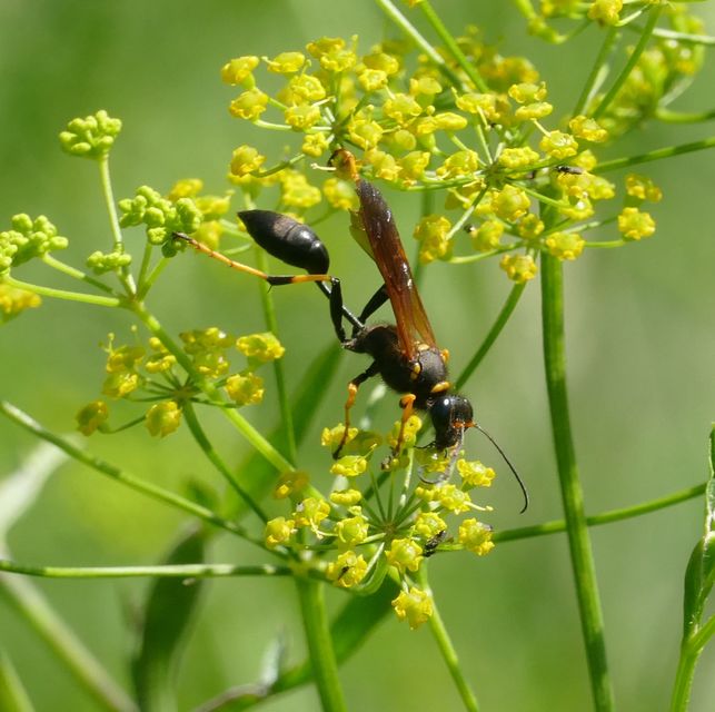 Sceliphron caementarium - feketenyelű lopódarázs