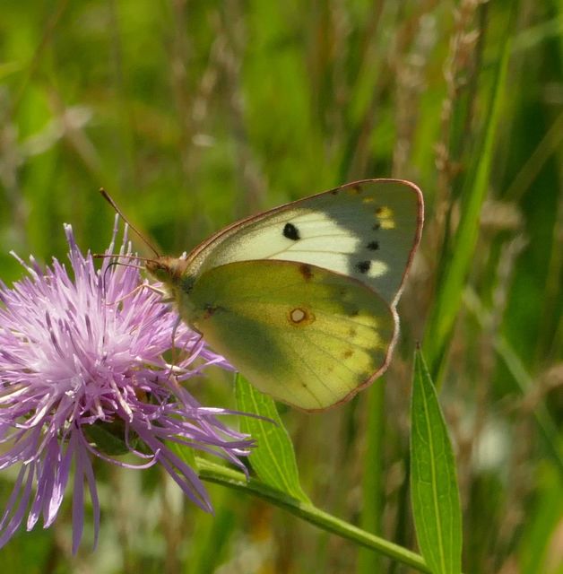 Colias alfacariensis - déli kéneslepke