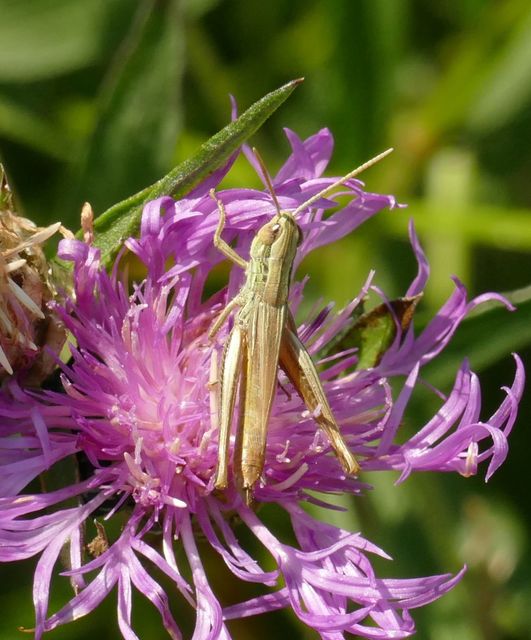 Euchorthippus declivus - rövidszárnyú rétisáska