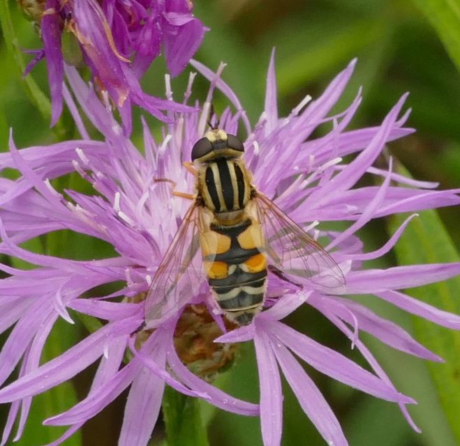 Helophilus trivittatus - nagy mocsárilégy