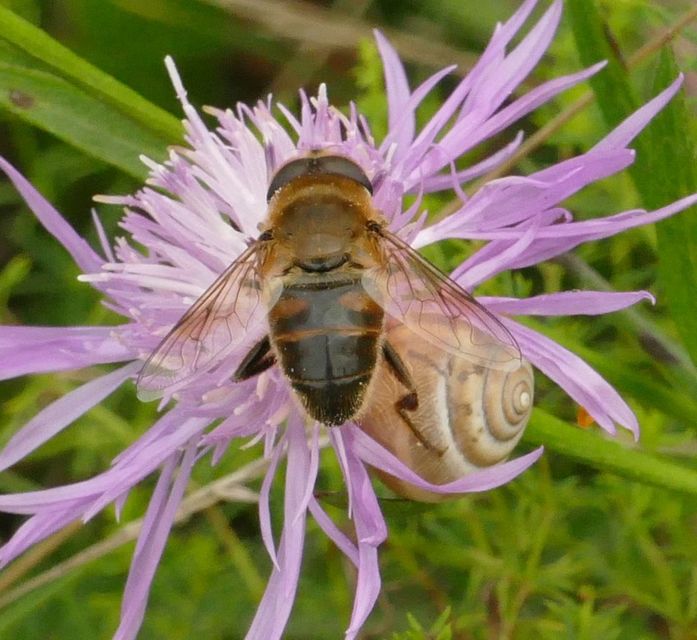 Eristalis tenax - közönséges herelégy
