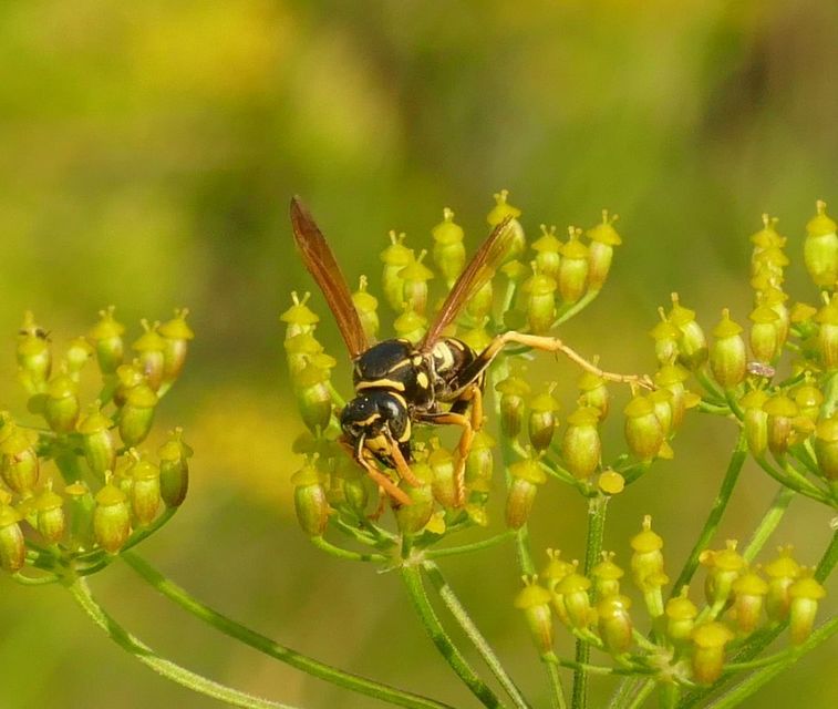 Polistes dominulus - déli papírdarázs