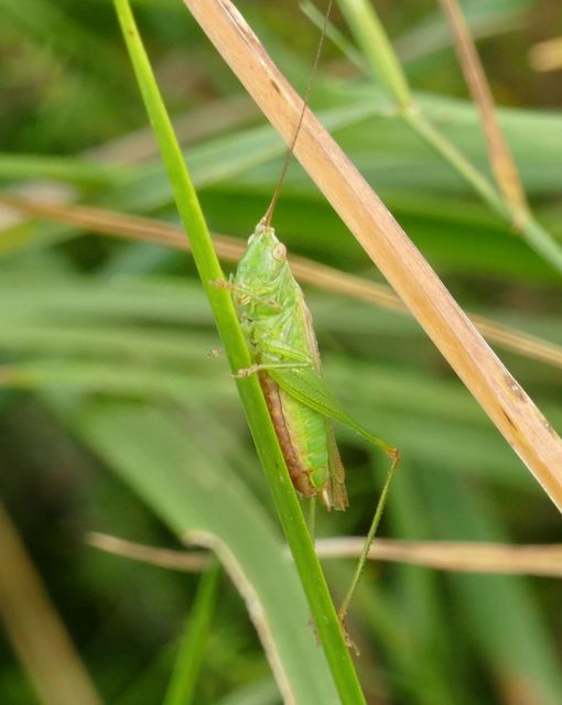 Conocephalus fuscus - kis kúpfejűszöcske