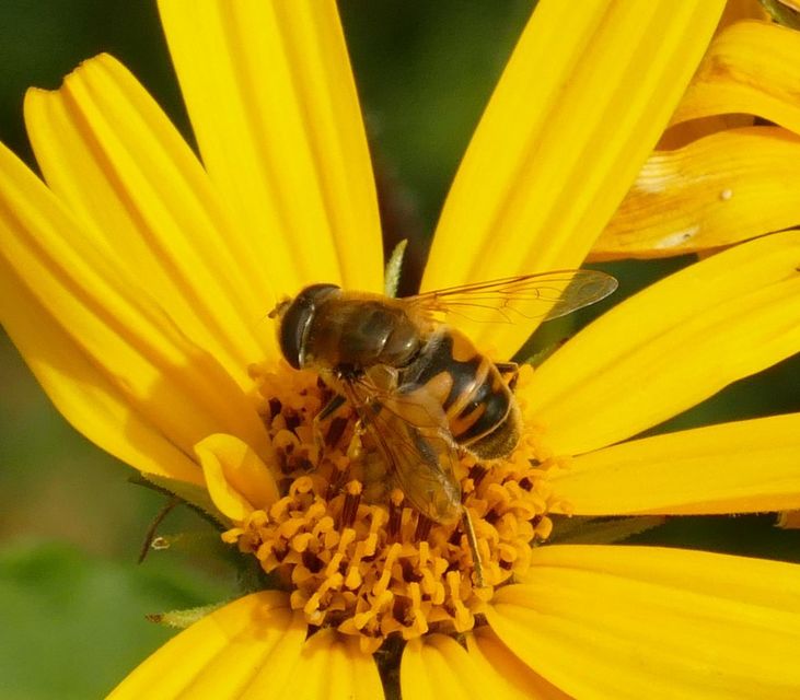 Eristalis tenax - közönséges herelégy