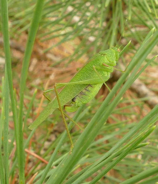 Phaneroptera nana - pontozott repülőszöcske