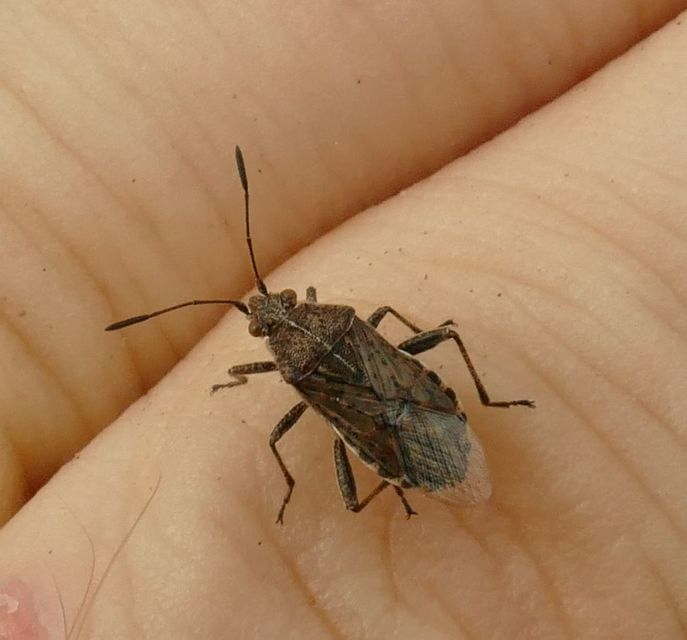 Stictopleurus punctatonervosus Stictopleurus punctatonervosus