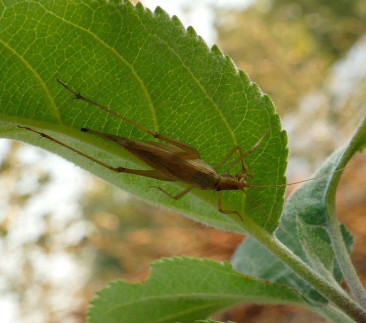 Oecanthus pellucens - pirregőtücsök