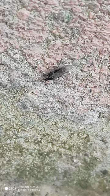 Scatopsidae - lapospotrohú muslicák