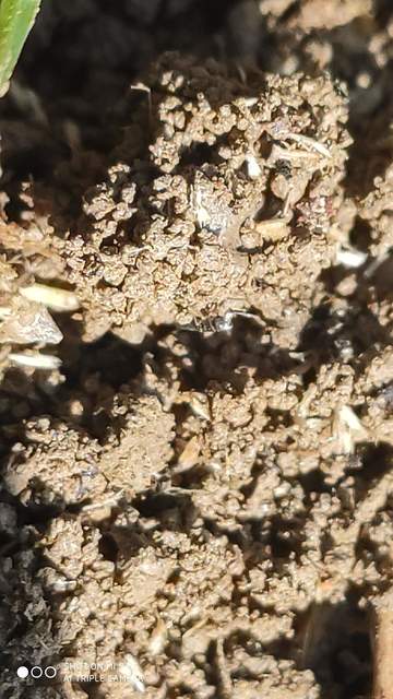 Lepidocyrtus paradoxus