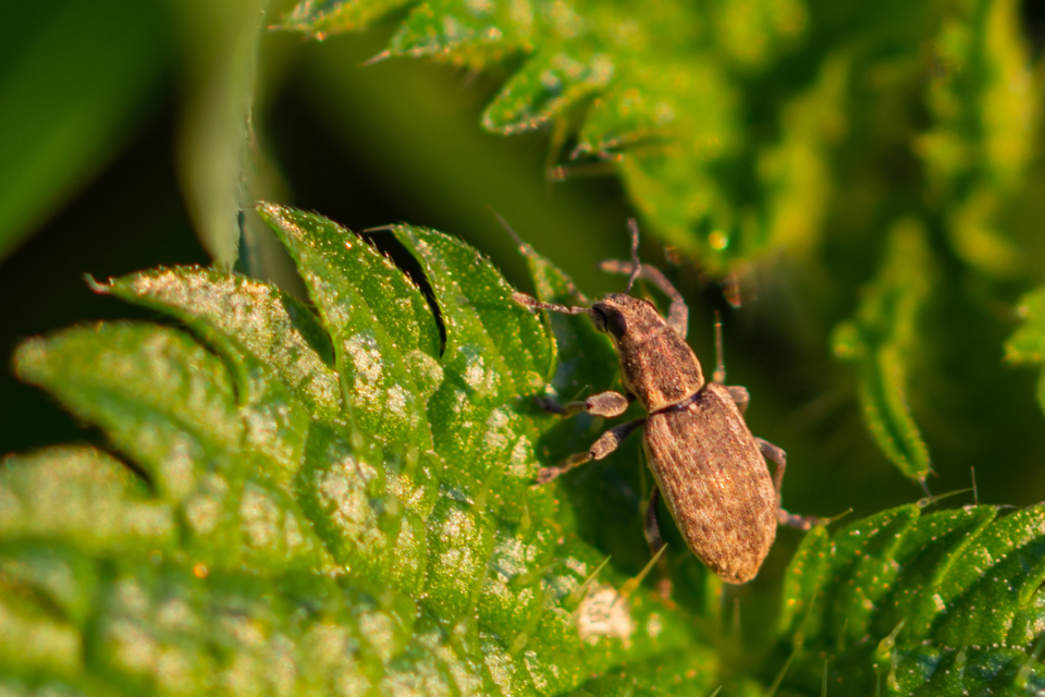 Sitona humeralis - lucerna-csipkézőbogár