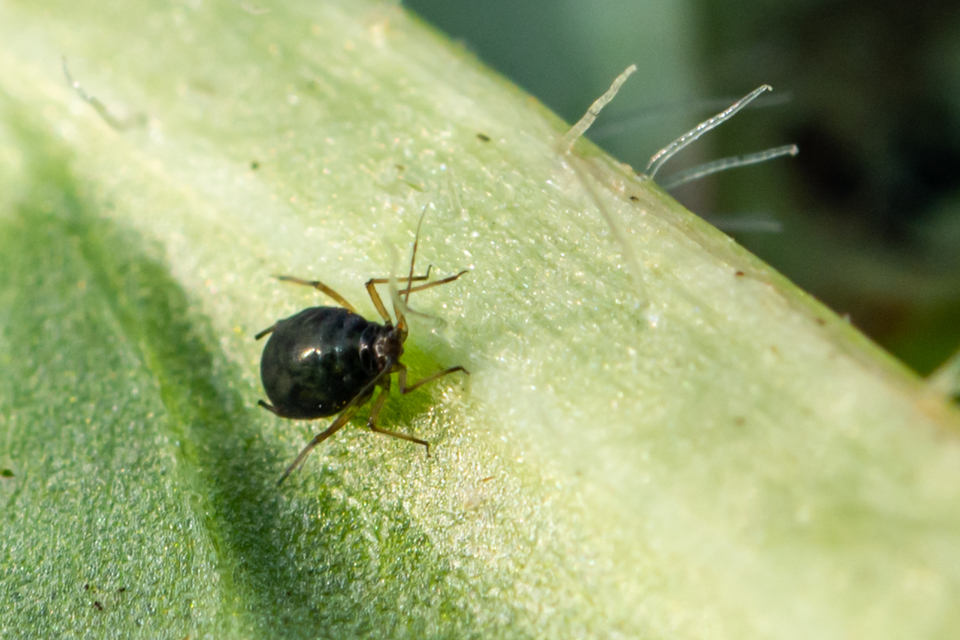 Aphididae - valódi levéltetvek