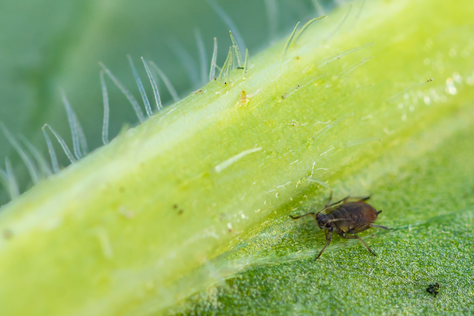 Aphididae - valódi levéltetvek