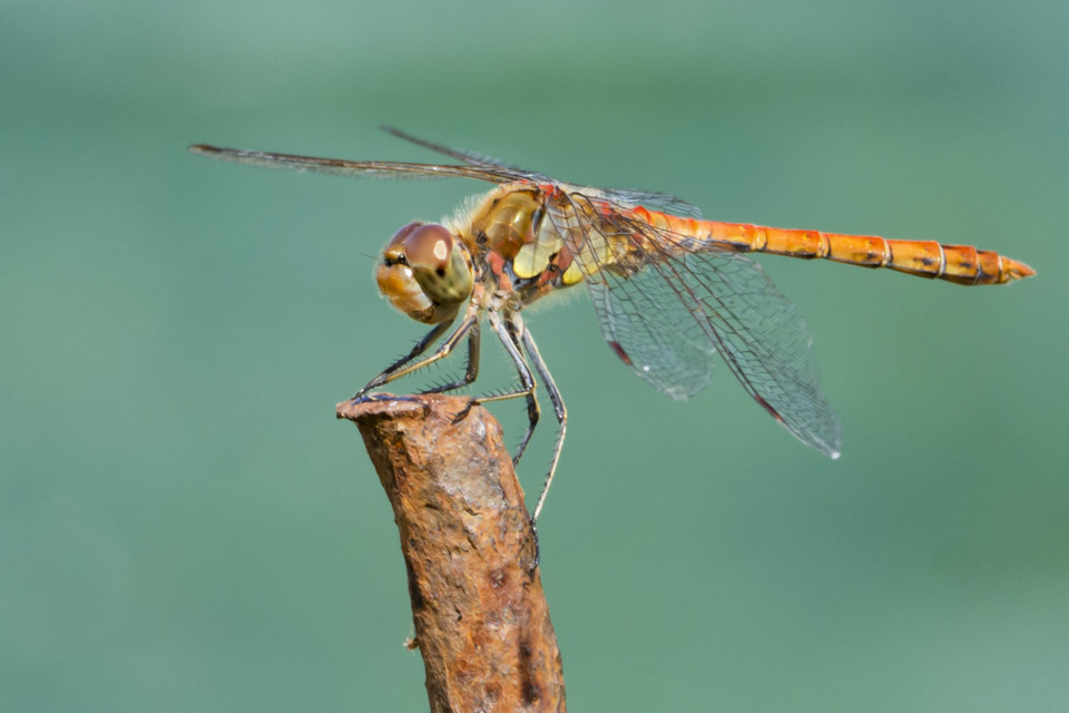 Sympetrum striolatum - harántsávos katona-szitakötő