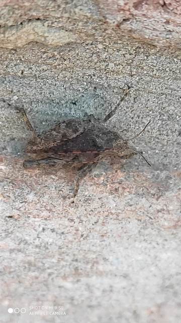 Tetrix tenuicornis - vékonycsápú tövishátúsáska