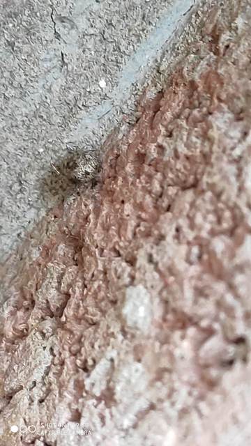 Parasteatoda tepidariorum - üvegházi törpepók