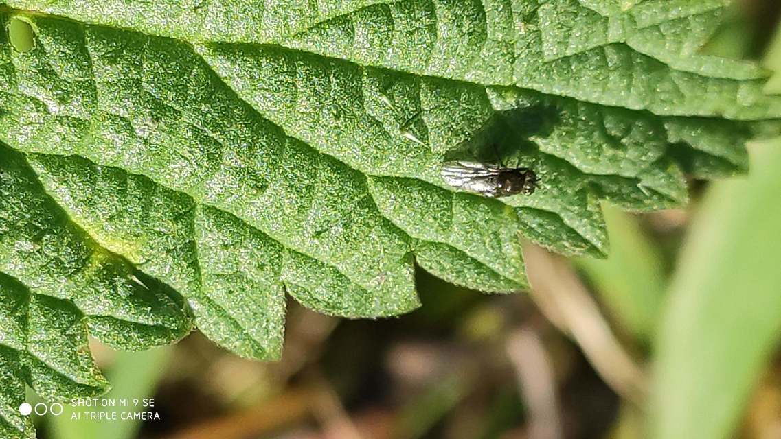 Parydra
