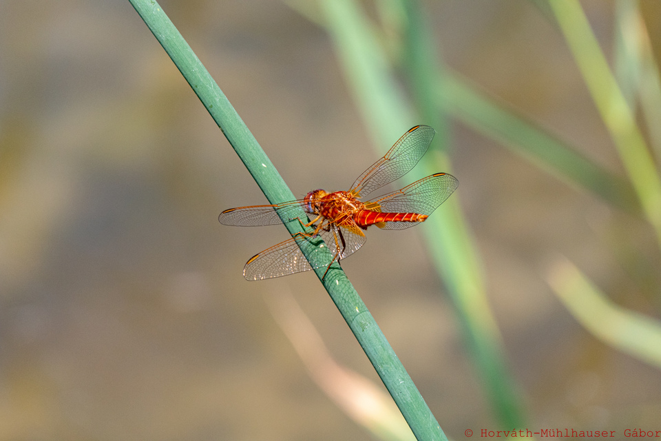 Crocothemis erythraea - skarlát szitakötő