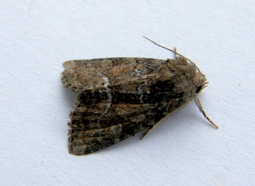 Oligia strigilis/latruncula/versicolor