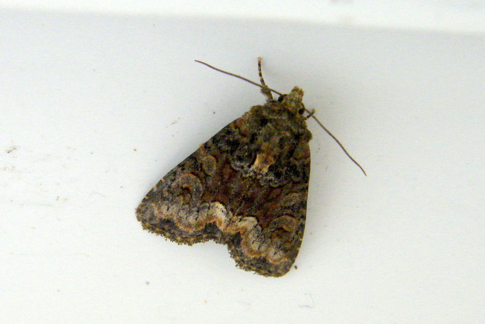 Oligia strigilis/latruncula/versicolor