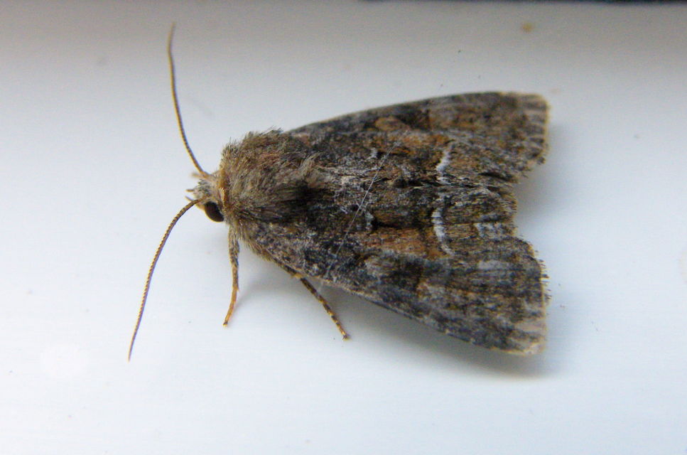 Oligia strigilis/latruncula/versicolor