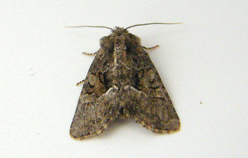Oligia strigilis/latruncula/versicolor