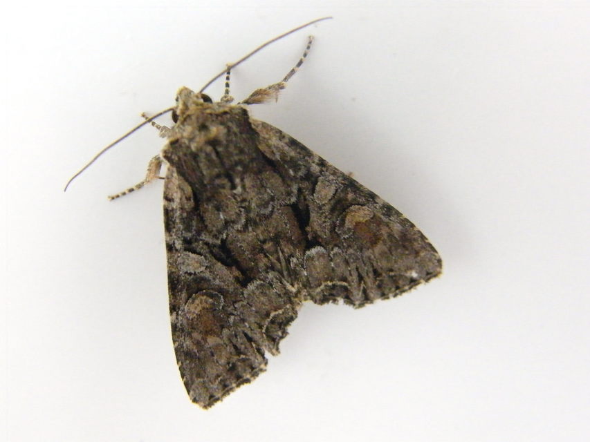 Lacanobia thalassina - borbolya-kertibagoly