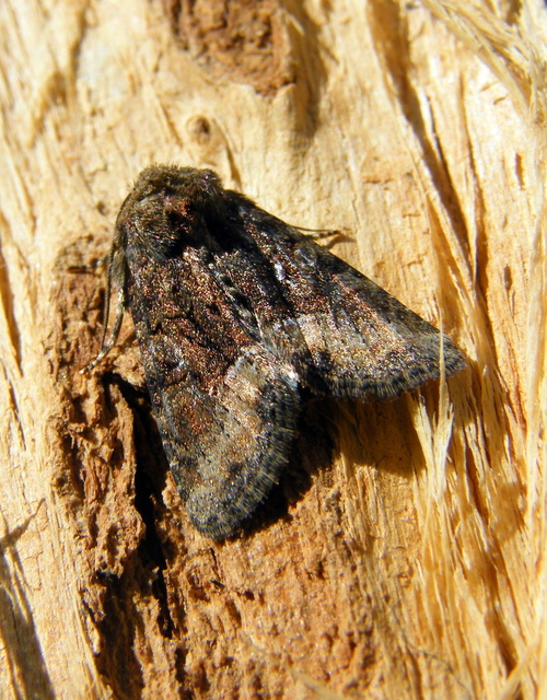 Oligia strigilis/latruncula/versicolor