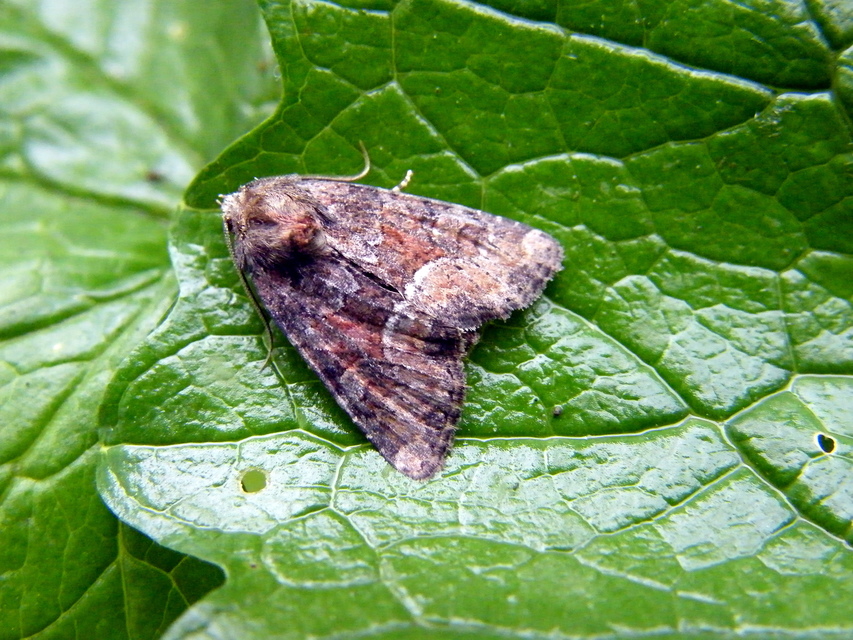 Oligia strigilis/latruncula/versicolor