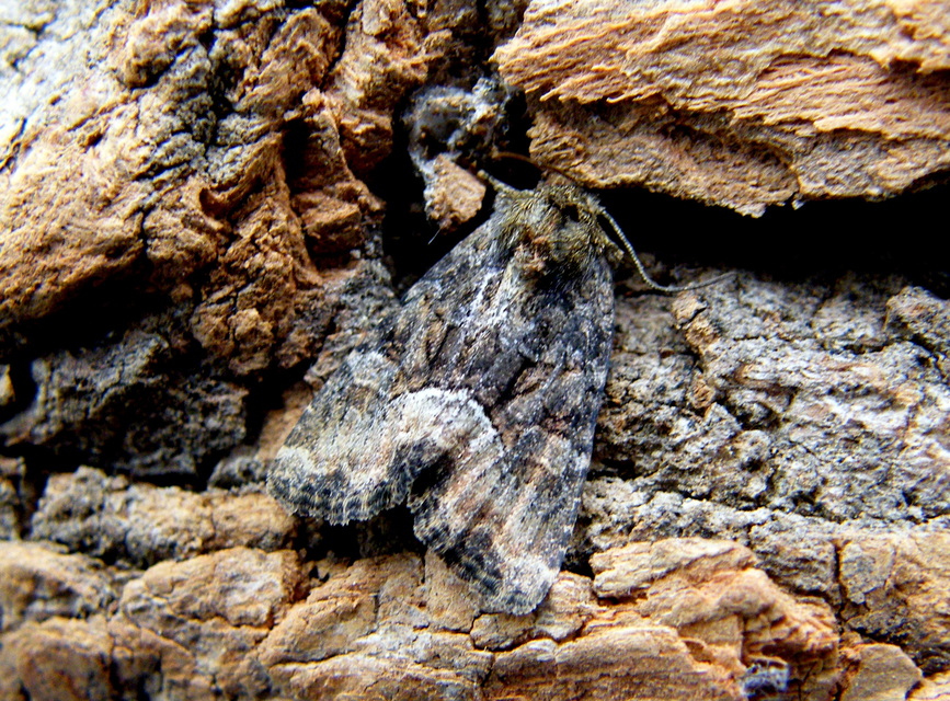 Oligia strigilis/latruncula/versicolor