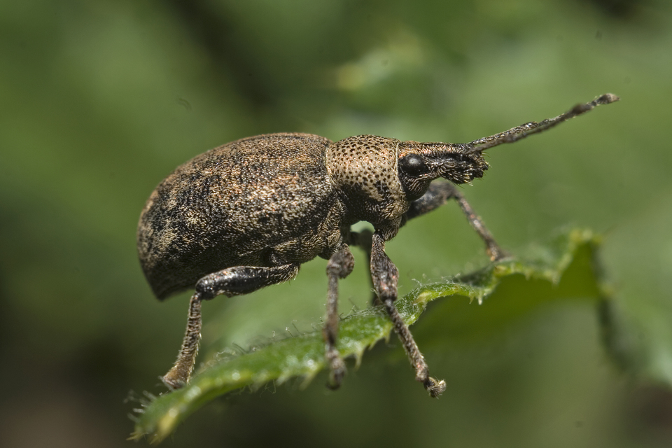 Otiorhynchus ligustici - vincellér-gyalogormányos