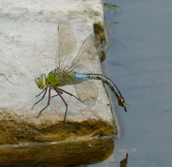 Anax imperator - zöld óriásacsa
