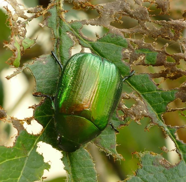 Anomala vitis - nagy fináncbogár