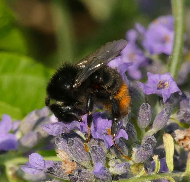 Bombus lapidarius - kövi poszméh
