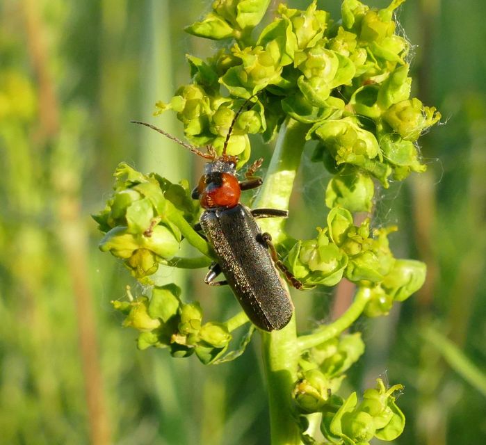 Cantharis fusca - közönséges lágybogár