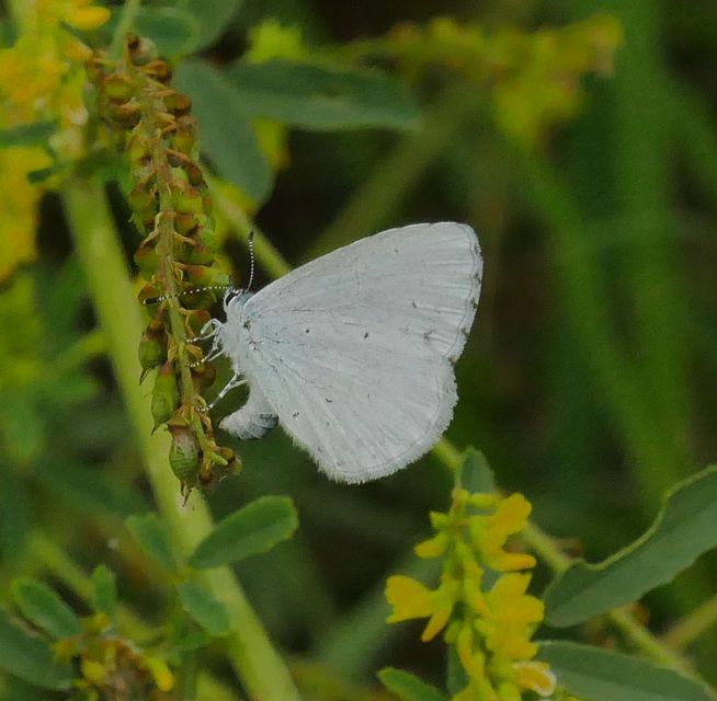Celastrina argiolus - bengeboglárka