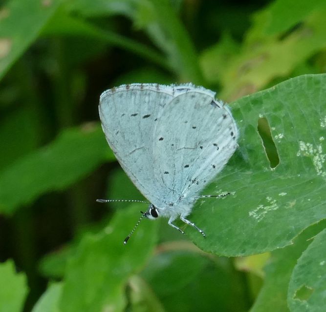 Celastrina argiolus - bengeboglárka