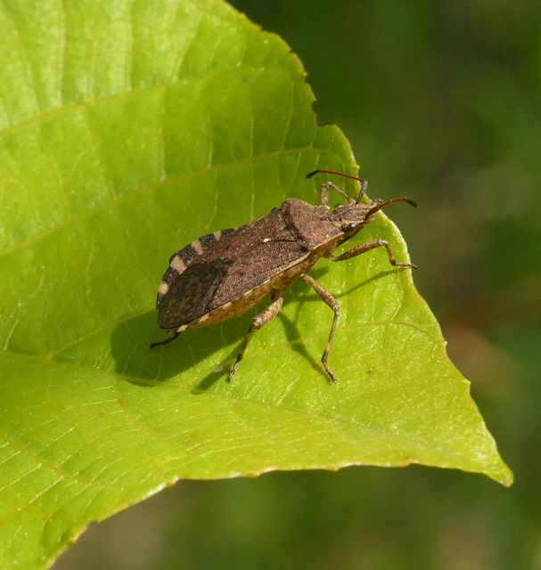 Ceraleptus gracilicornis - tüskéslábú karimáspoloska