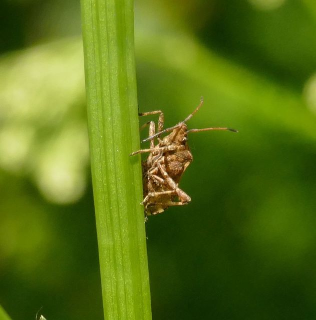 Ceraleptus gracilicornis - tüskéslábú karimáspoloska