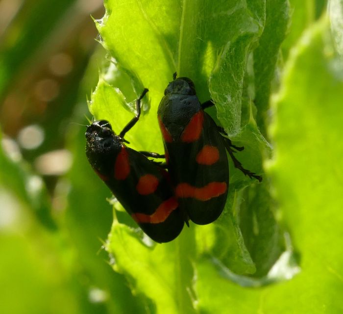 Cercopis arcuata/sanguinolenta