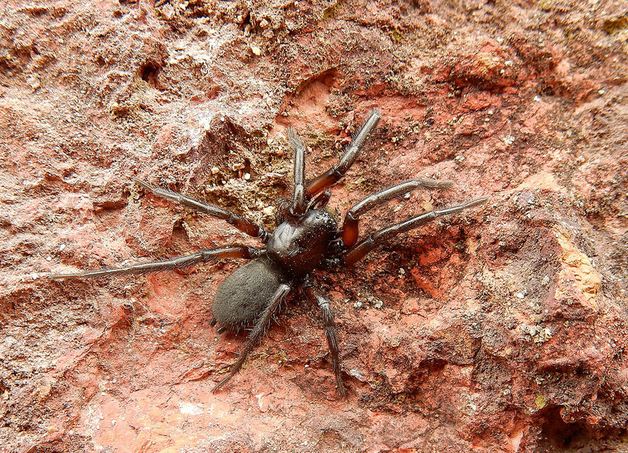 Gnaphosa bicolor