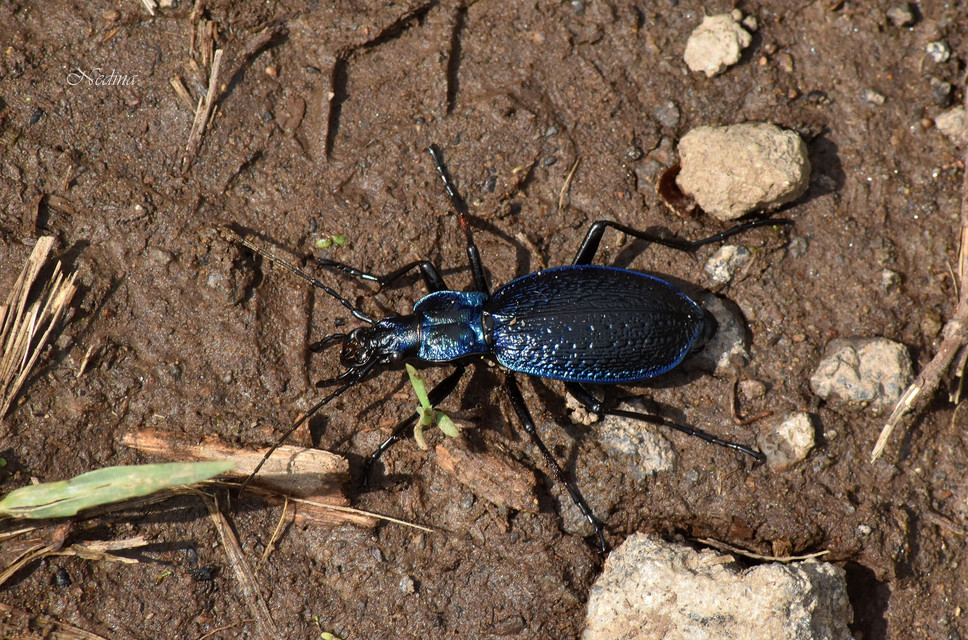 Carabus intricatus - kék laposfutrinka