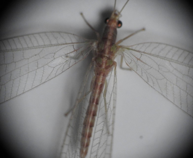 Chrysopidae - zöldfátyolkák