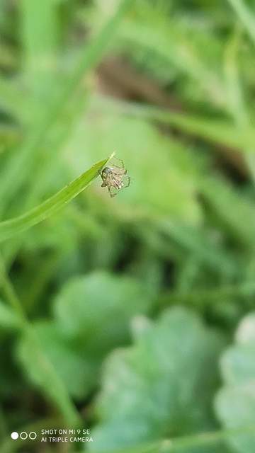 Oxyopes