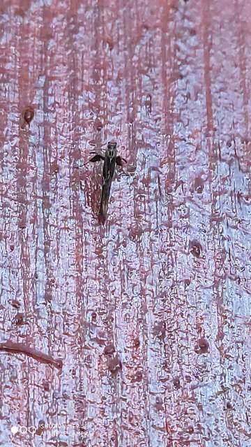 Caloptilia fidella - komlógöngyölő keskenymoly