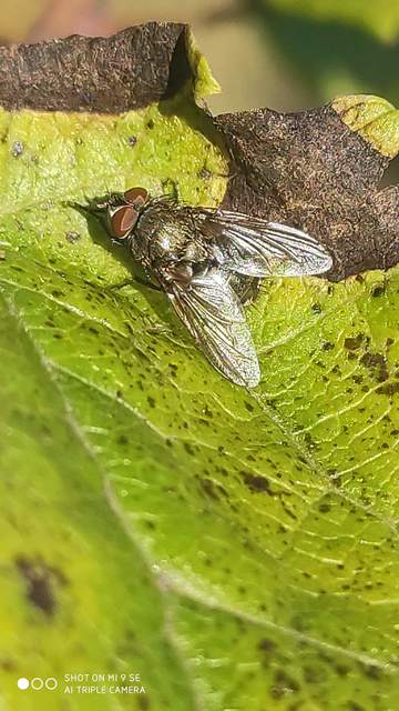 Pollenia